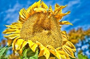 2011.03.15 10 59 21 AM _CAS6887