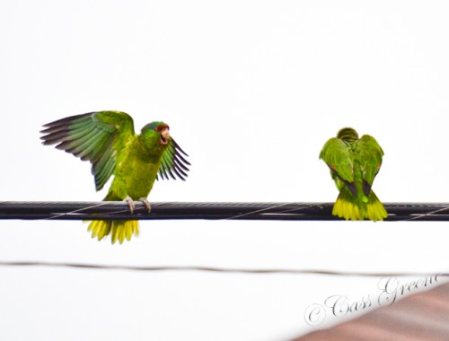 2011.06.26 04 59 47 AM _CAS1642